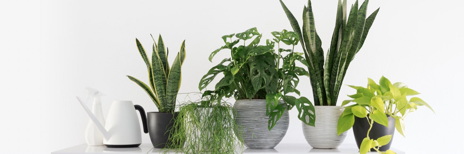 avid_gardener's profile banner image