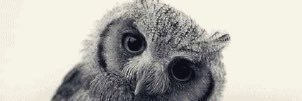 OneFadedOwl banner