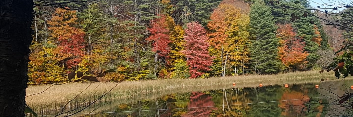 Rotem Botvinik-Nezer banner
