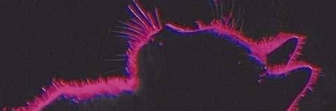 Deese_Nuhts's profile banner image