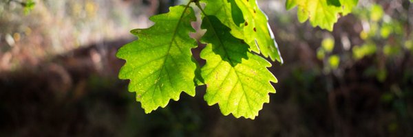 ActionOak Profile Banner