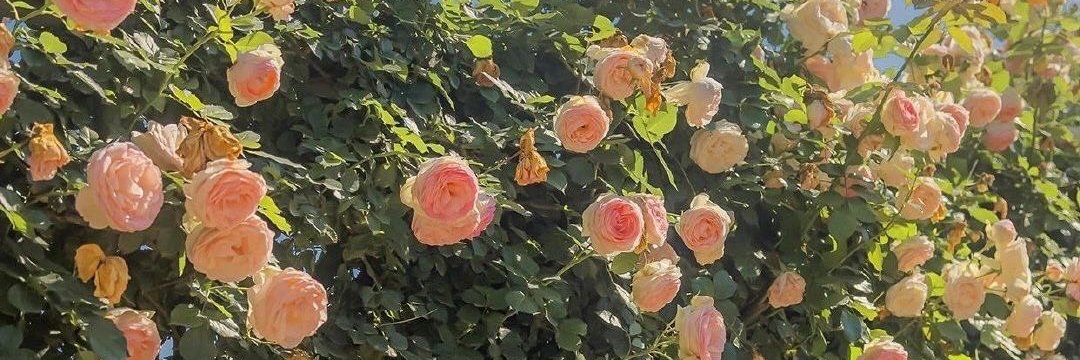 AngelAmrerkdff's profile banner image