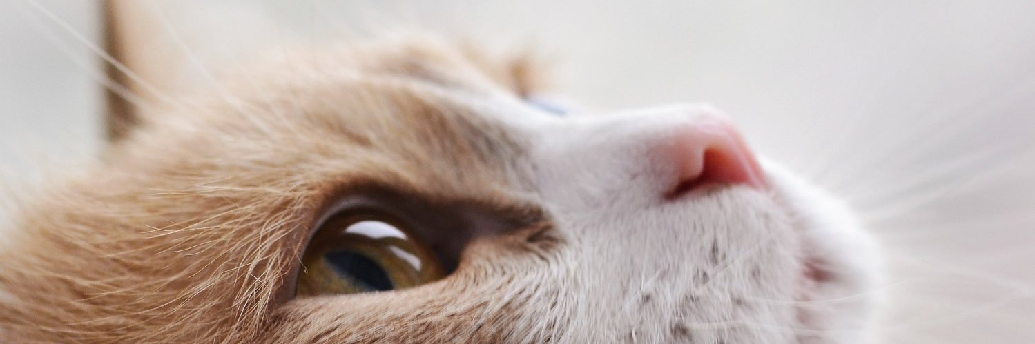 bunsaksit's profile banner image