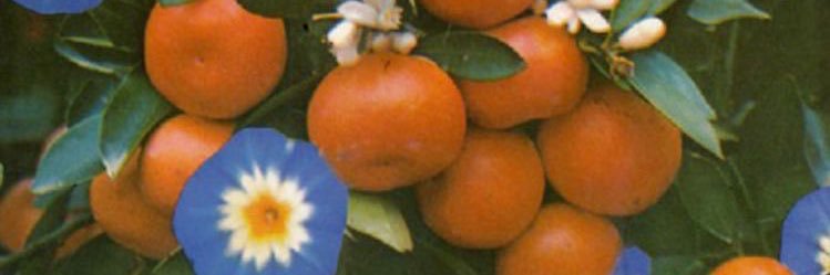 tofuellen's profile banner image