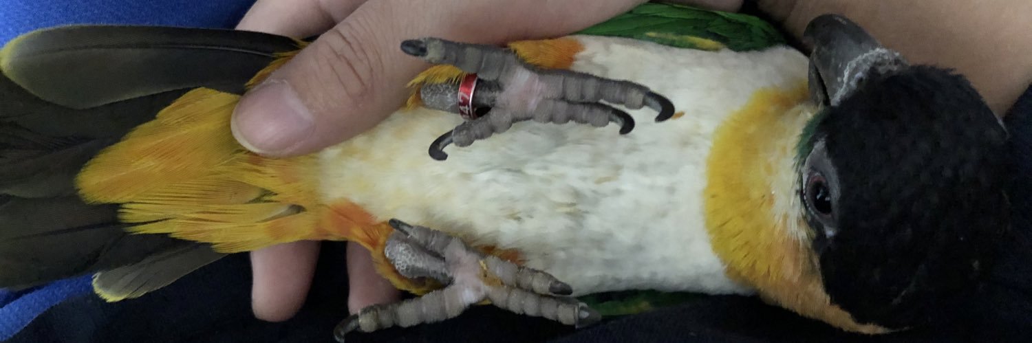 Neki_Gecko's profile banner image