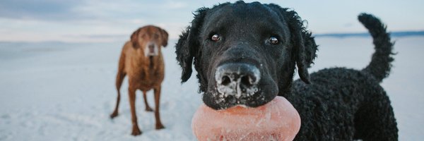 superchewer Profile Banner