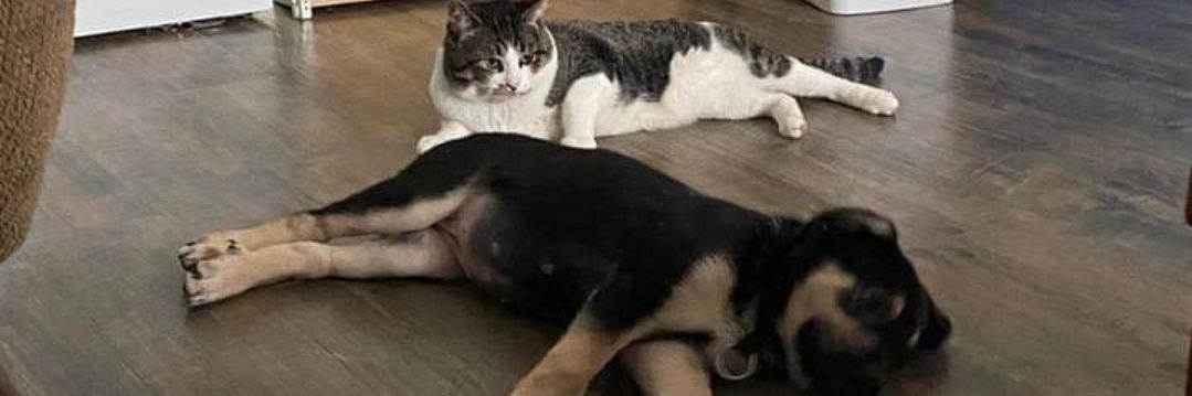 Strife 🇨🇦 banner