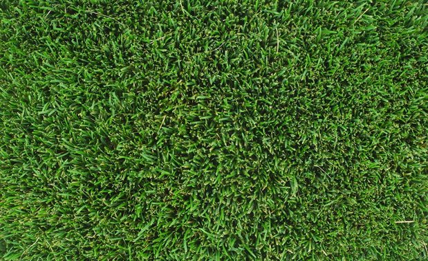 Turfgrass Breeders Association banner