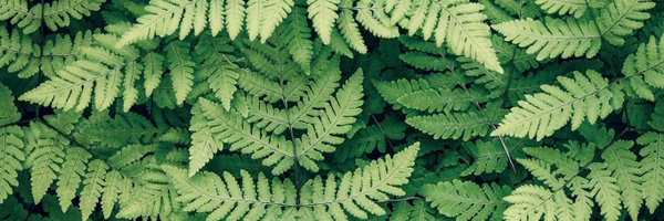 Zabazilla Profile Banner