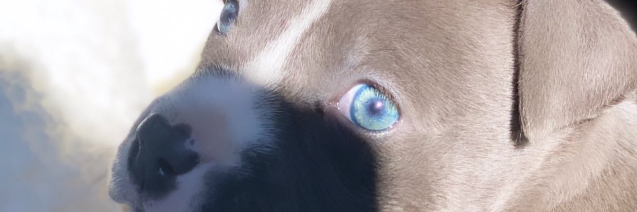 John Gotti 🐐 banner