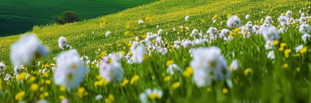 الهام پویان فر banner