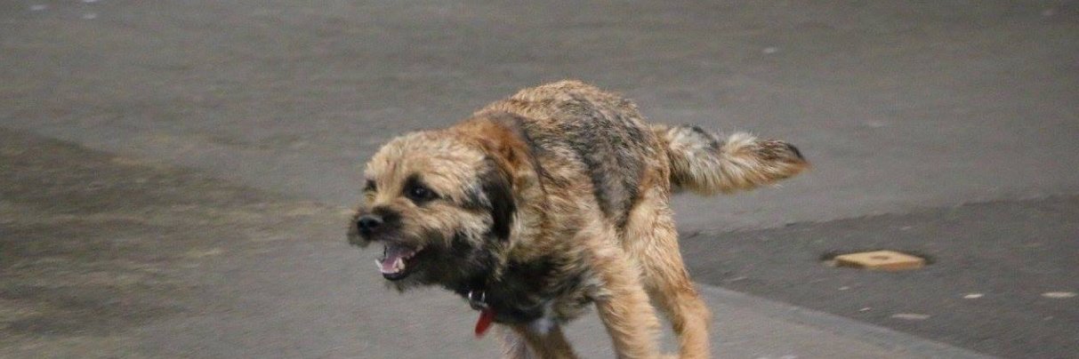 Moss the BT 🇳🇿's banner