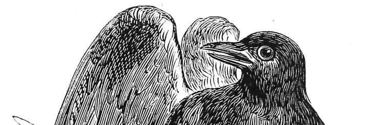 Dementes Visuales banner
