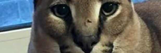 Awkward Witness banner