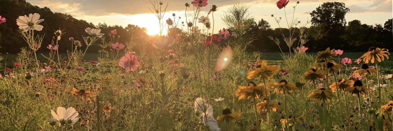 MaddyFieldz's profile banner image