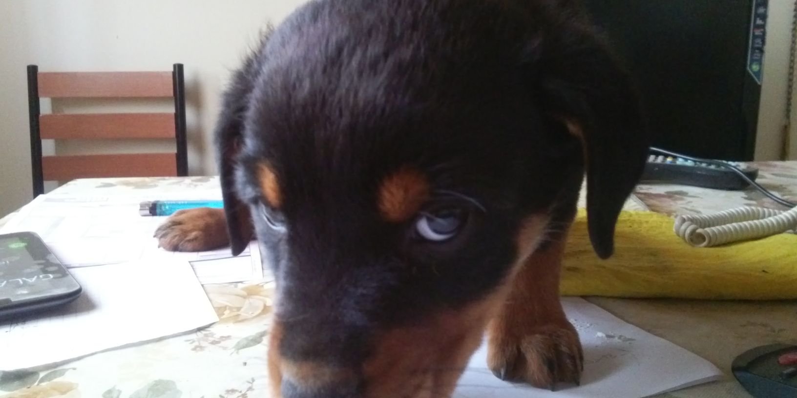 mariana martinez banner