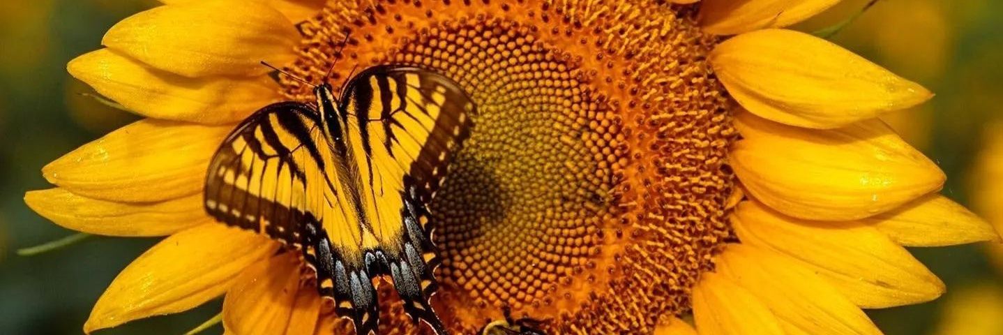 Marjorie415's profile banner image
