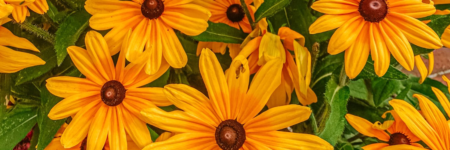 suueylamar's profile banner image