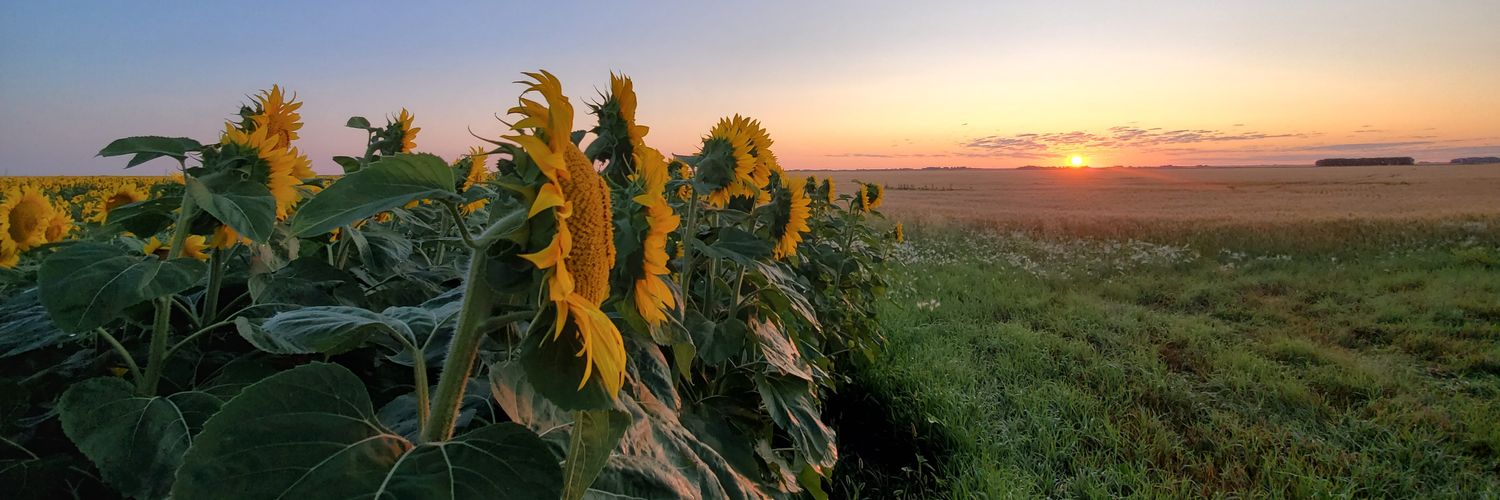 SunflowerFarmin's profile banner image