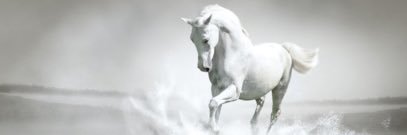 عبدالله بن محمد آل علي banner