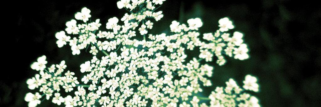 foisonfire's profile banner image