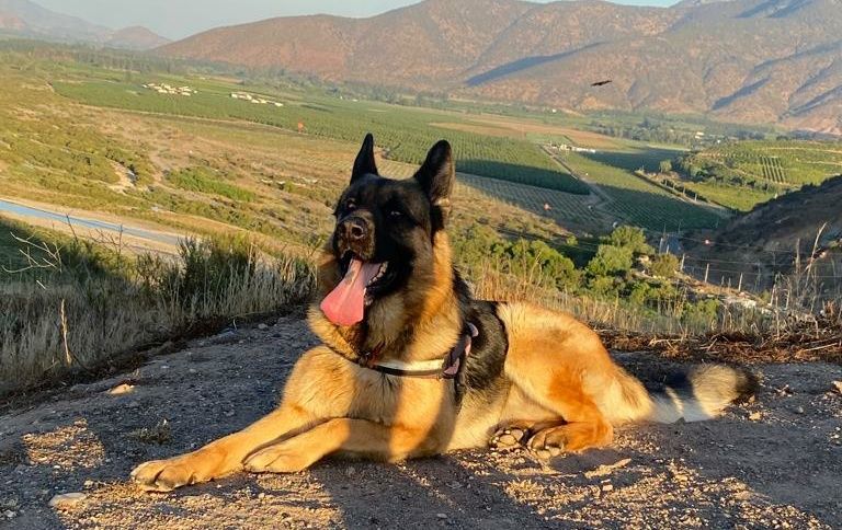 🌎2026 LaTumbaDelSocialComunismo☠️ banner