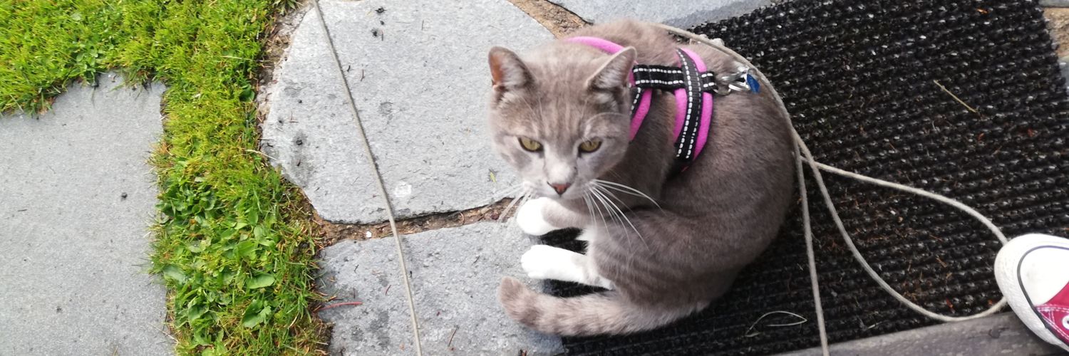 heidispets's profile banner image
