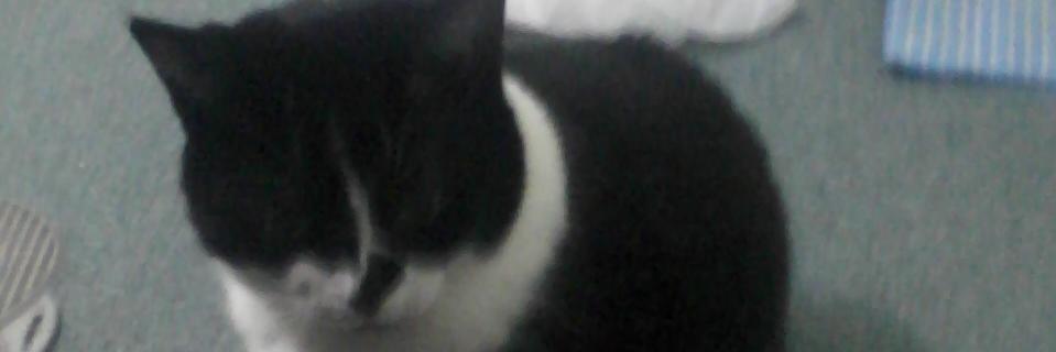 Quackler's profile banner image
