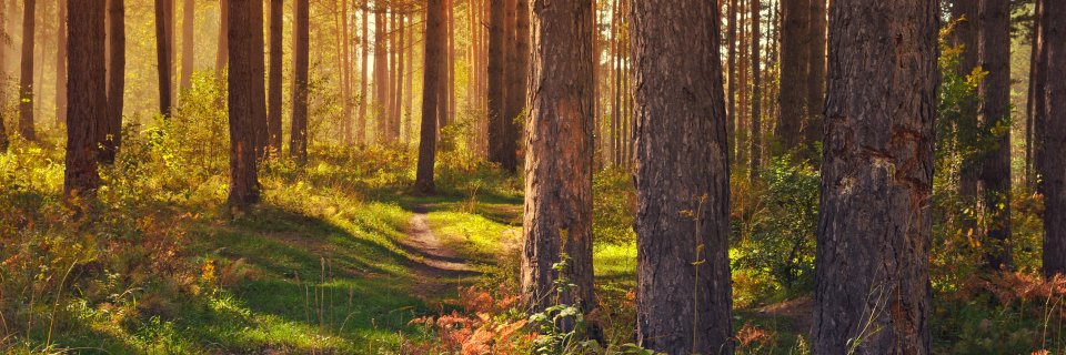 RoseKorda1's profile banner image