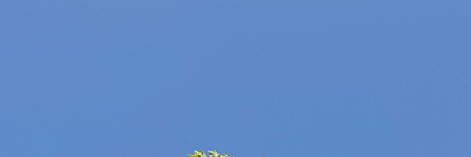 くりりん🌰 banner