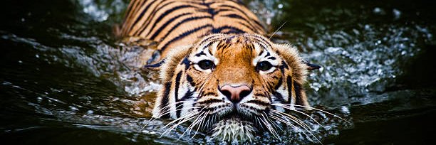 Conroe High Swimming, Diving,& Water Polo banner