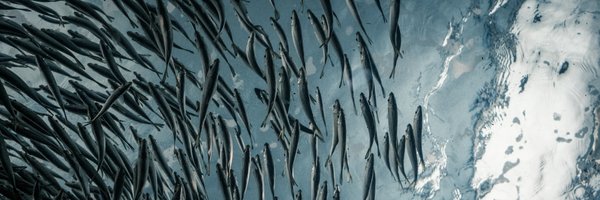 SeaAhead Profile Banner