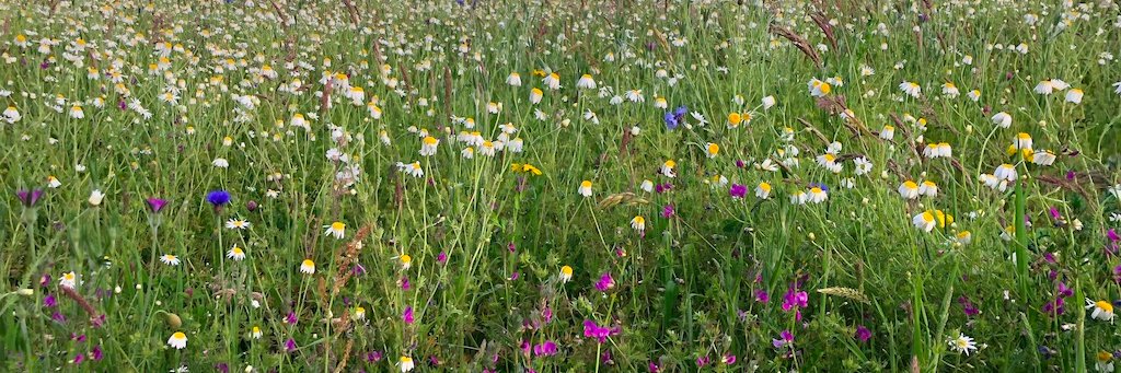 The Pollinator Project 🐝 🦋 🌱🌸 banner