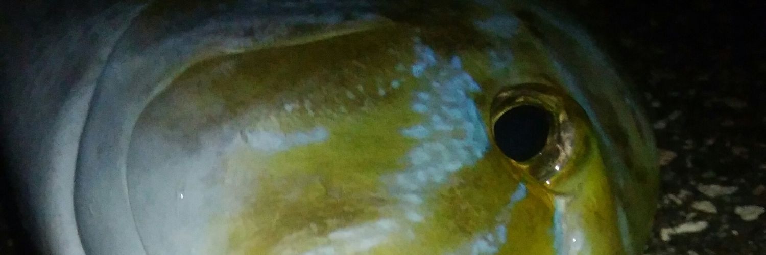 パンチ伊志嶺 banner
