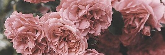 Airali_izzy's profile banner image