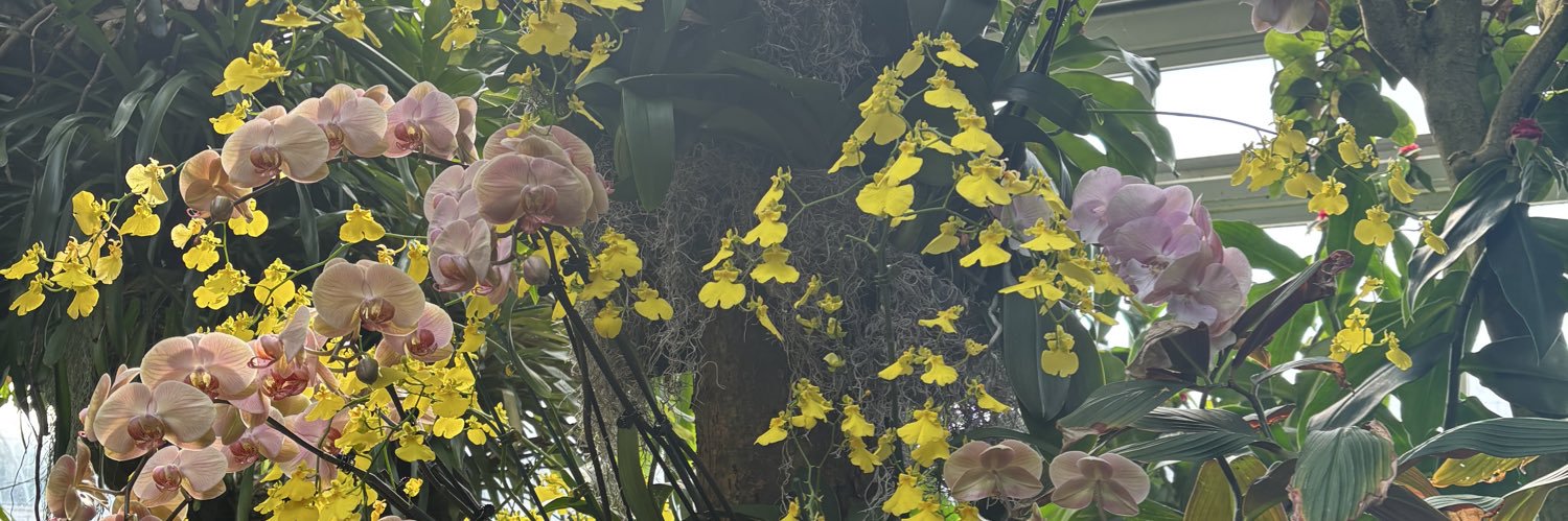 Darlene Boysa banner