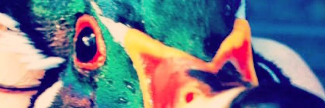 BeauRollins's profile banner image
