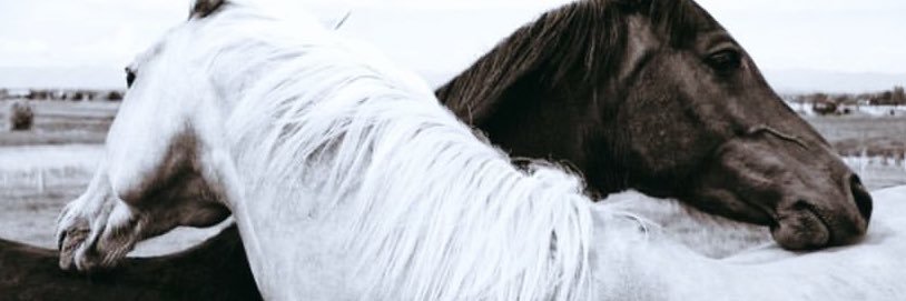 aaslanbusra's profile banner image