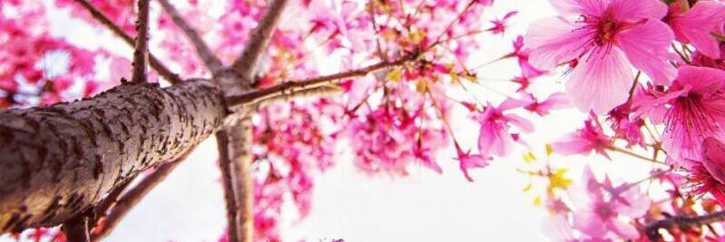 SmaherRKN's profile banner image