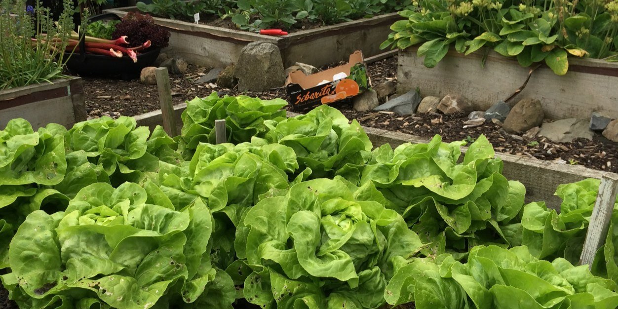 TurveyAllotment's profile banner image