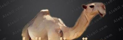 سوق مزاين الابل banner