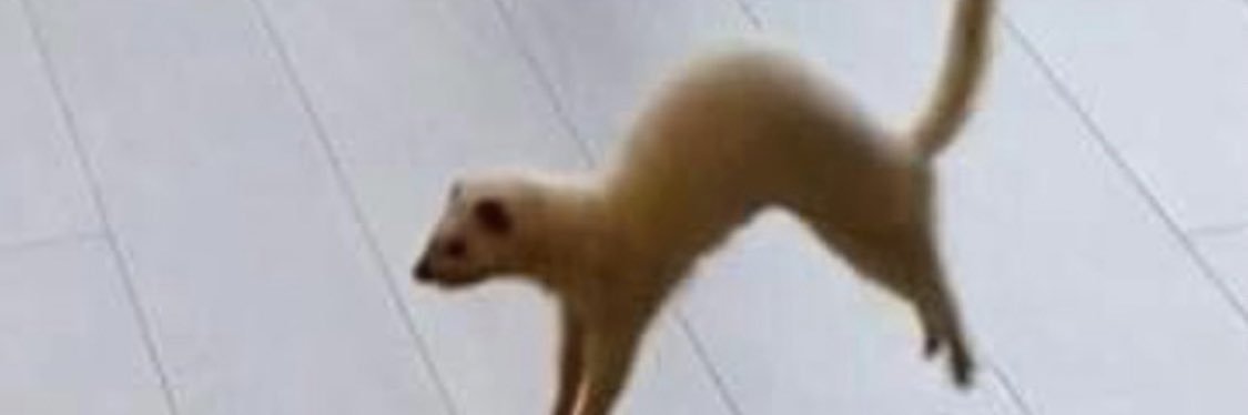 jenaya_patrick's profile banner image