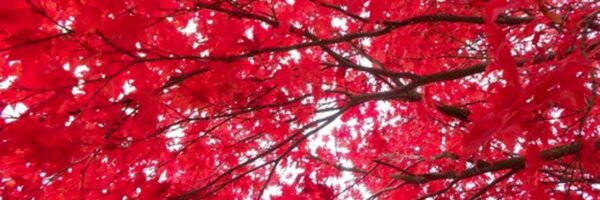 MarchionePeter Profile Banner