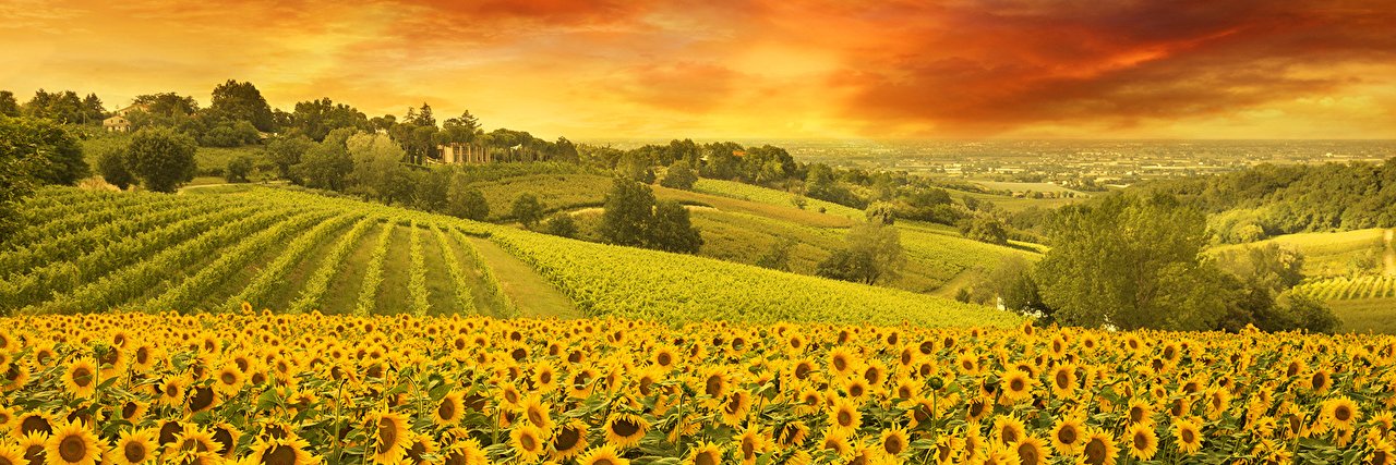 Emmanuel Challet banner