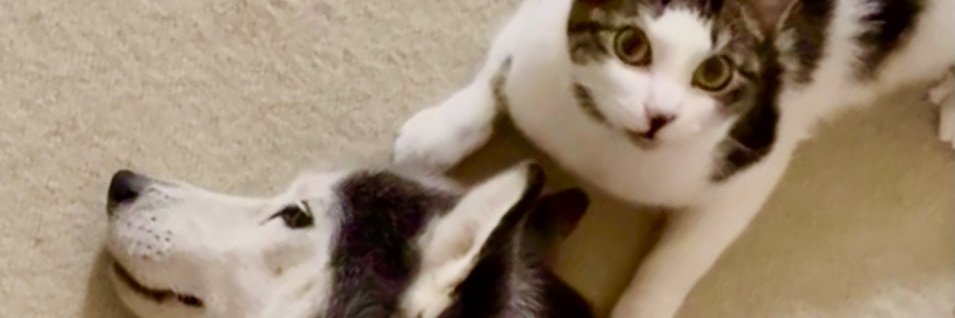 hiroshi matsuda banner