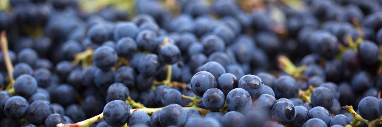 Vignaioli Piemontesi banner