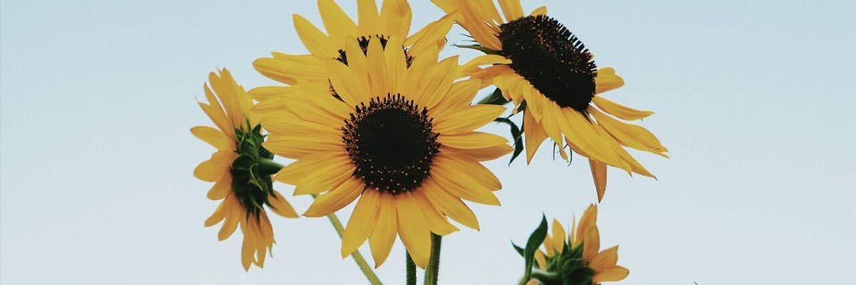 lolo 🌸🌻🌷🌞 banner