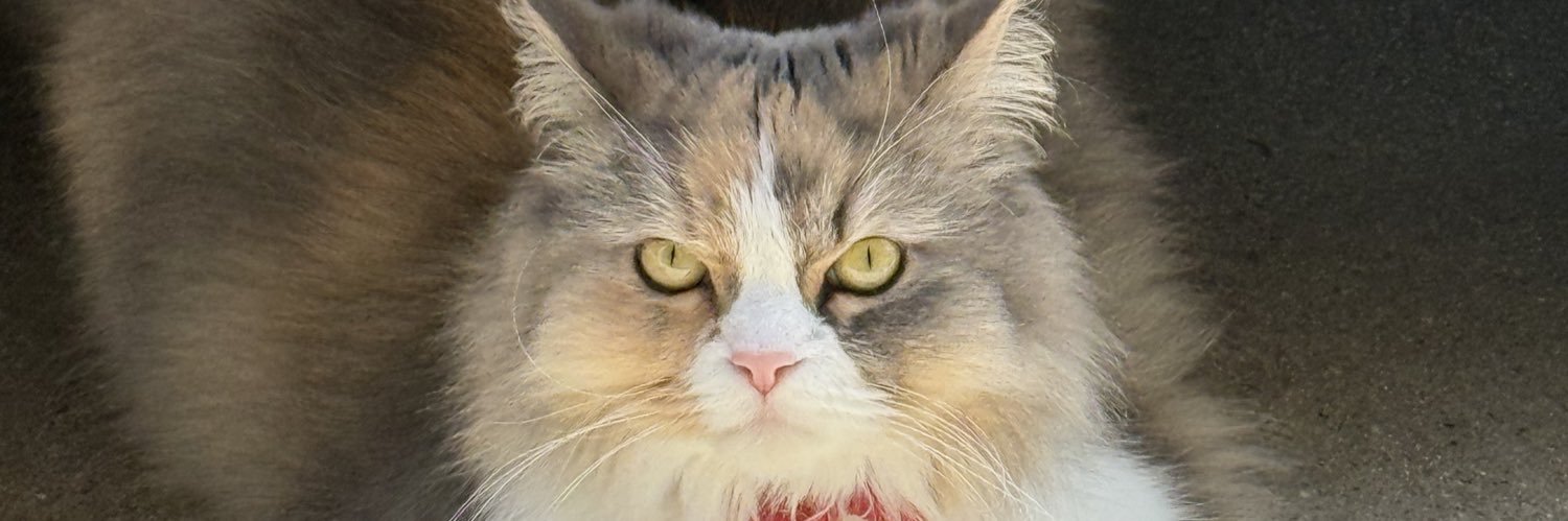 mophneko's profile banner image