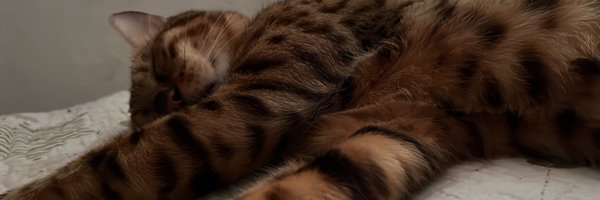 thatavocadoo Profile Banner