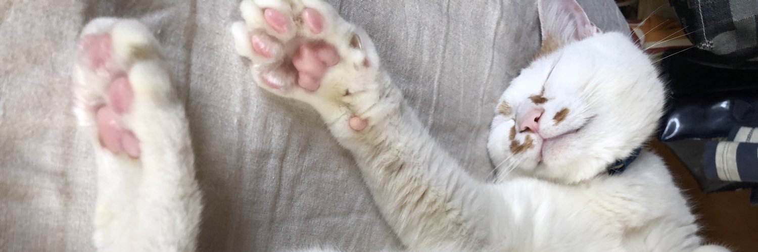 てこにゃん(てっこ)🐱 banner